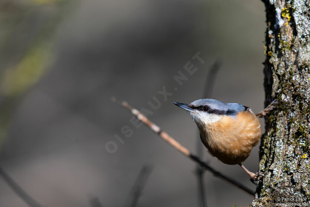 Eurasian Nuthatch