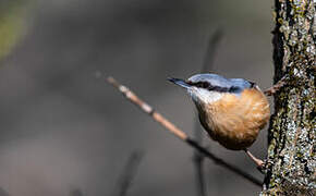 Eurasian Nuthatch