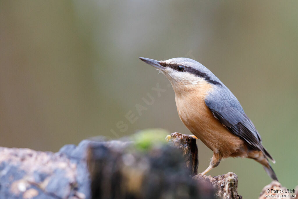 Eurasian Nuthatch