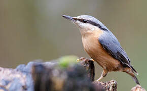 Eurasian Nuthatch