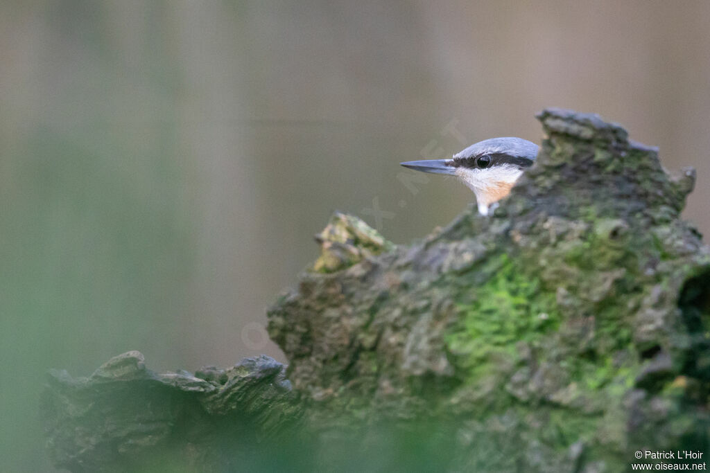 Eurasian Nuthatch