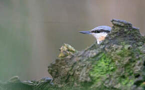 Eurasian Nuthatch