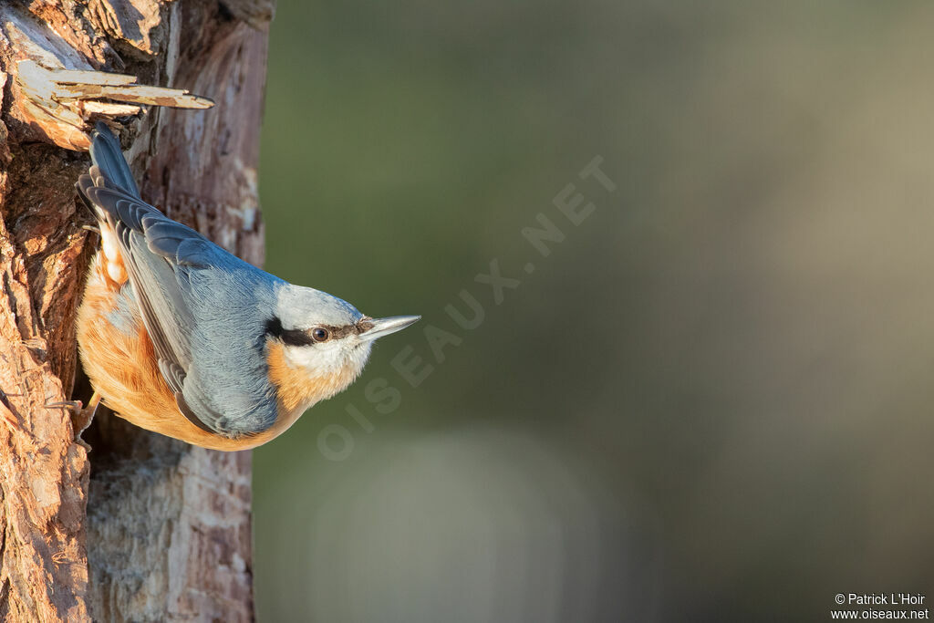 Eurasian Nuthatch