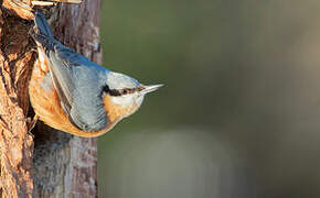 Eurasian Nuthatch