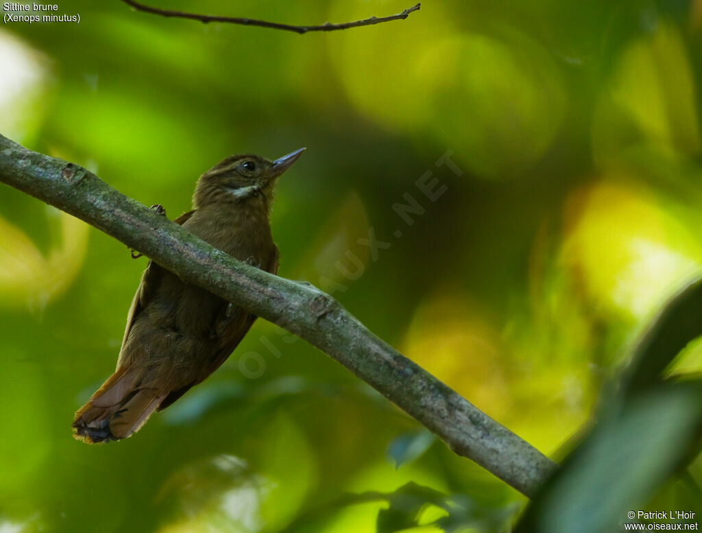 White-throated Xenopsadult