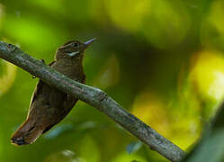 White-throated Xenops