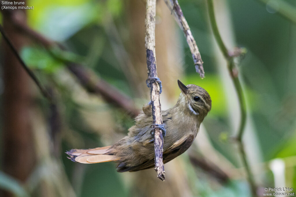 White-throated Xenops, Behaviour