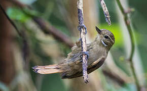 White-throated Xenops