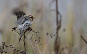 Common Redpoll