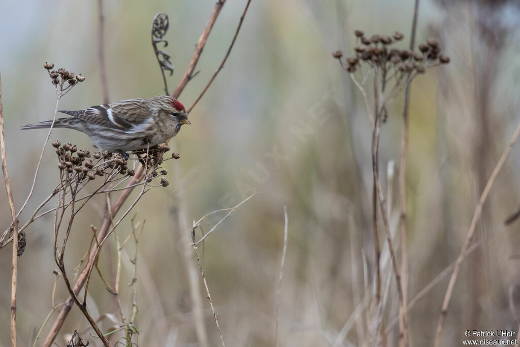 Redpoll female Second year