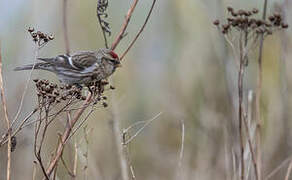 Common Redpoll