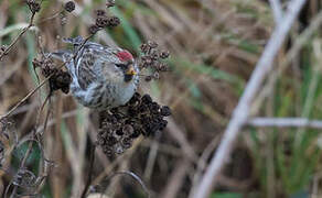 Common Redpoll