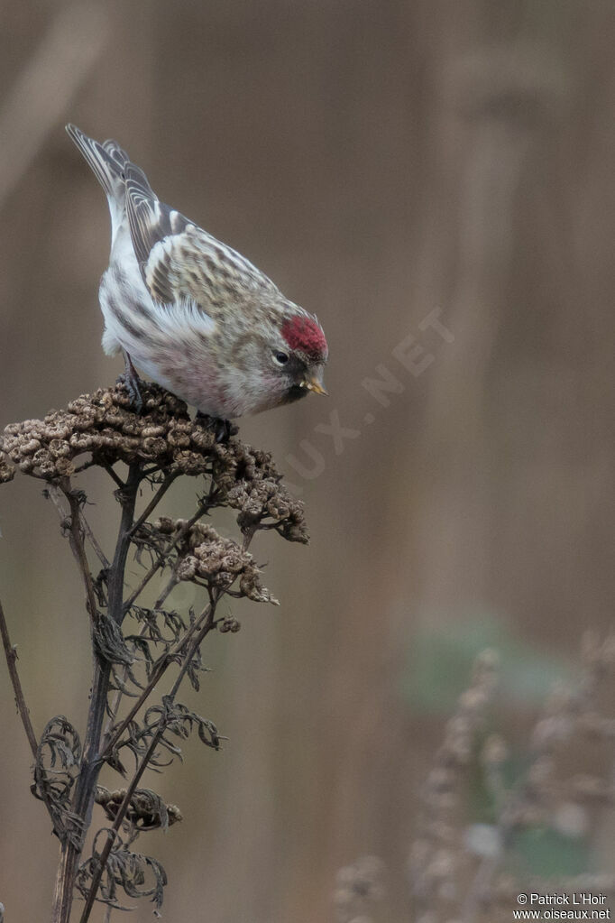 Common Redpoll