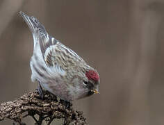 Common Redpoll