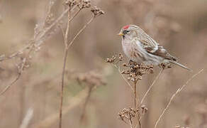 Common Redpoll