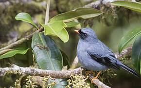 Black-faced Solitaire