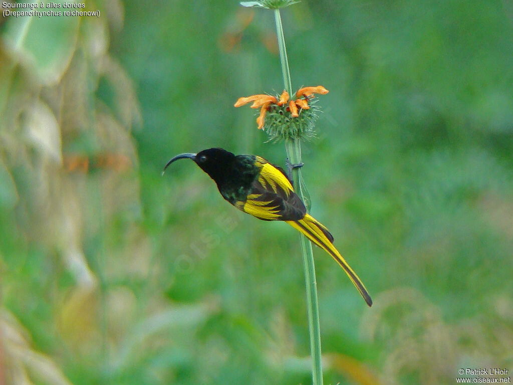 Golden-winged Sunbird