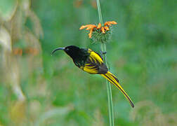 Golden-winged Sunbird