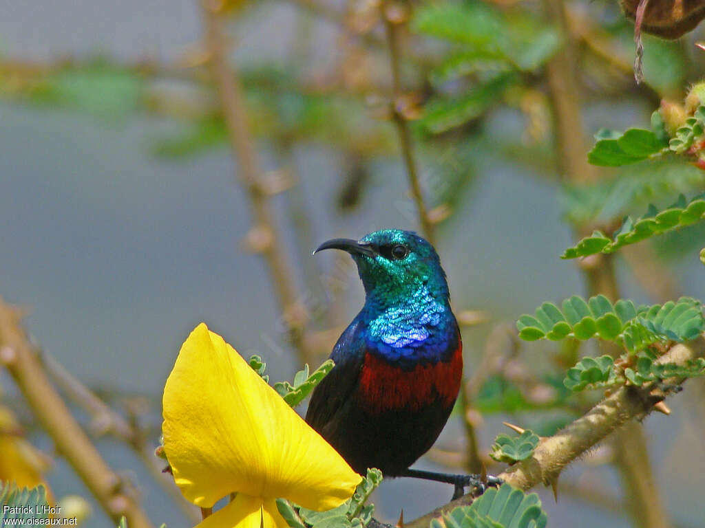 Red-chested Sunbird male adult, close-up portrait