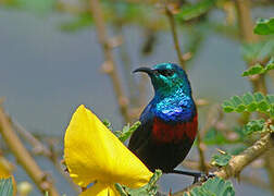 Red-chested Sunbird