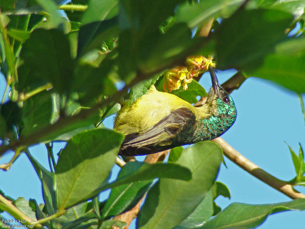 Collared Sunbird female adult, eats