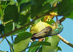 Collared Sunbird