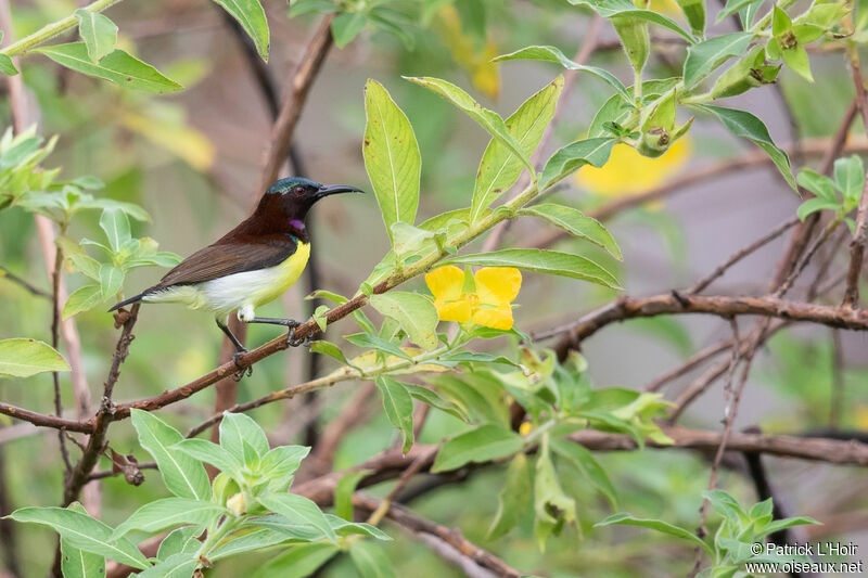 Purple-rumped Sunbird male