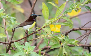 Purple-rumped Sunbird