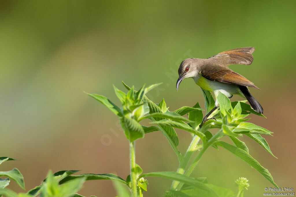 Purple-rumped Sunbird female adult