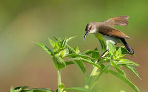 Purple-rumped Sunbird