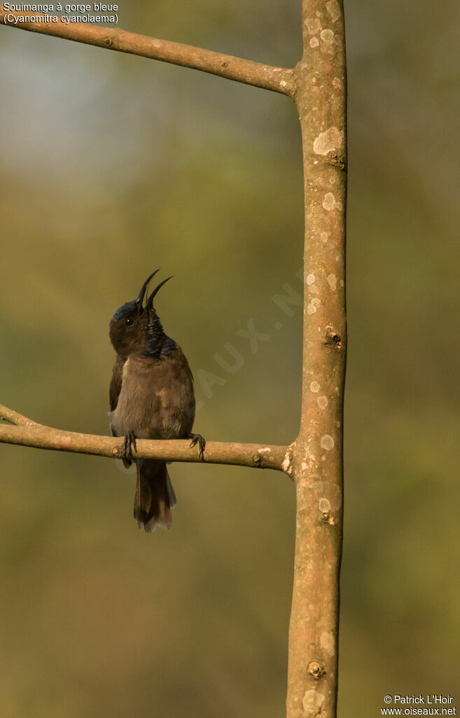 Blue-throated Brown Sunbird male adult