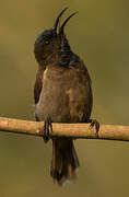 Blue-throated Brown Sunbird