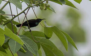 Green-throated Sunbird