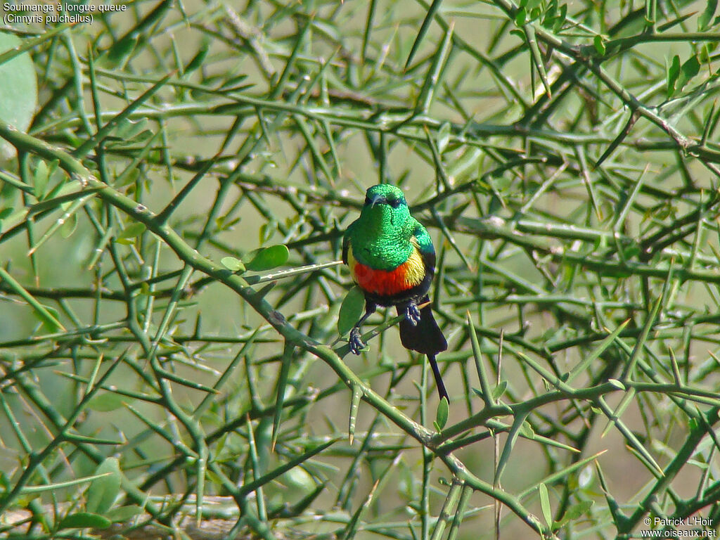 Beautiful Sunbird