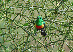 Beautiful Sunbird