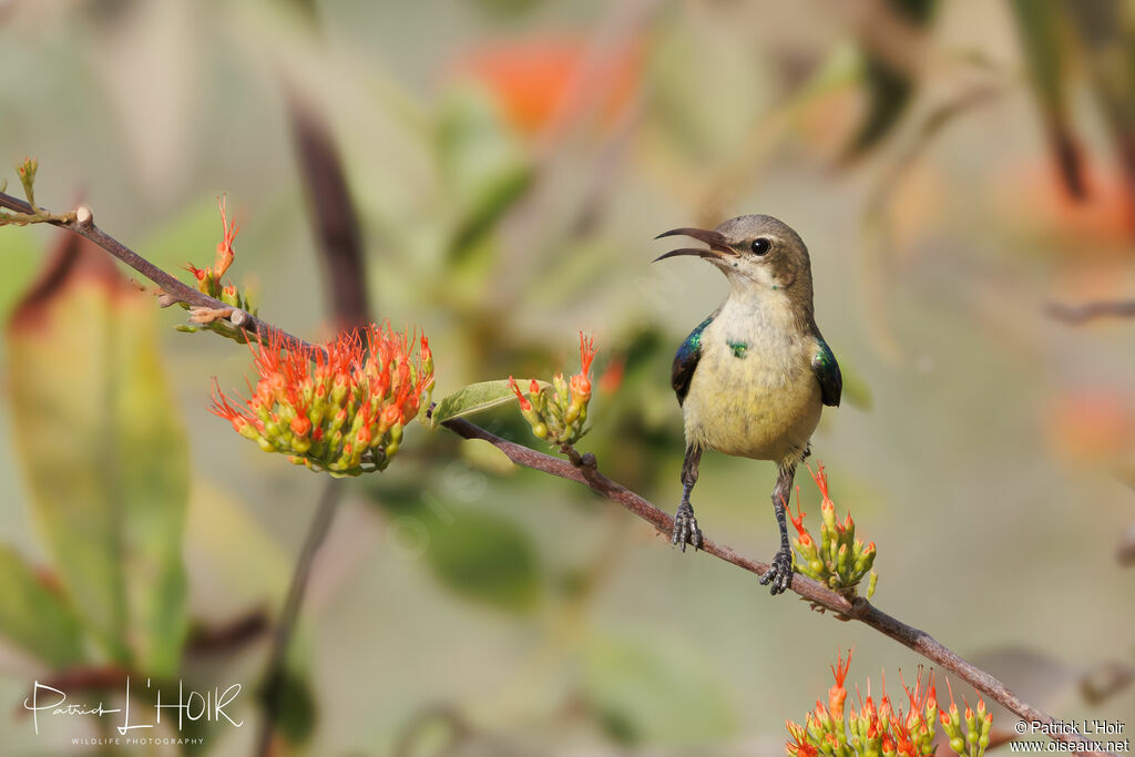 Beautiful Sunbird