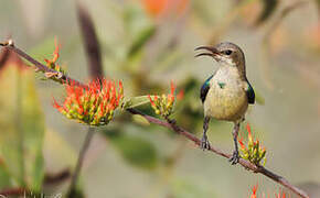 Beautiful Sunbird