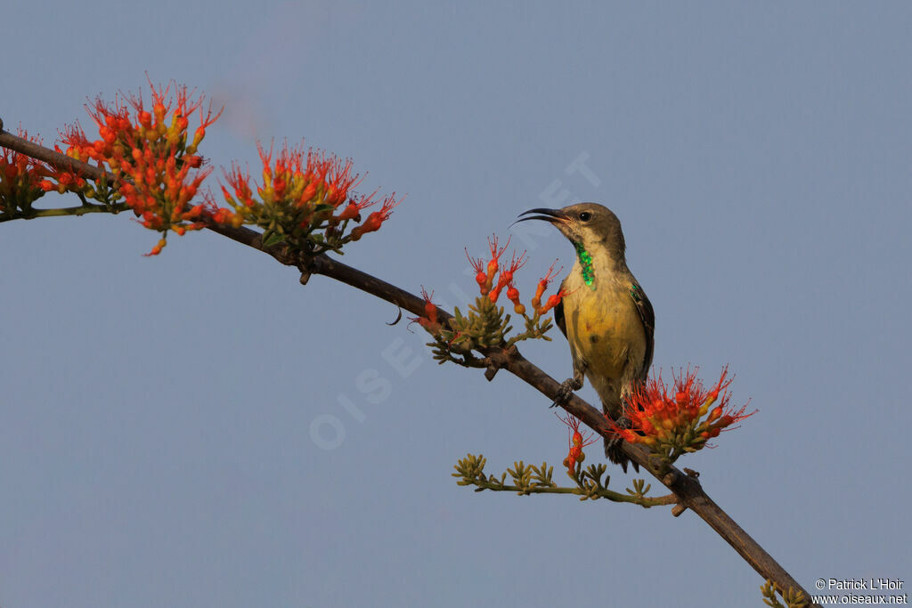 Beautiful Sunbird