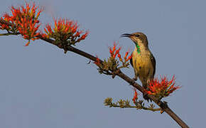 Beautiful Sunbird