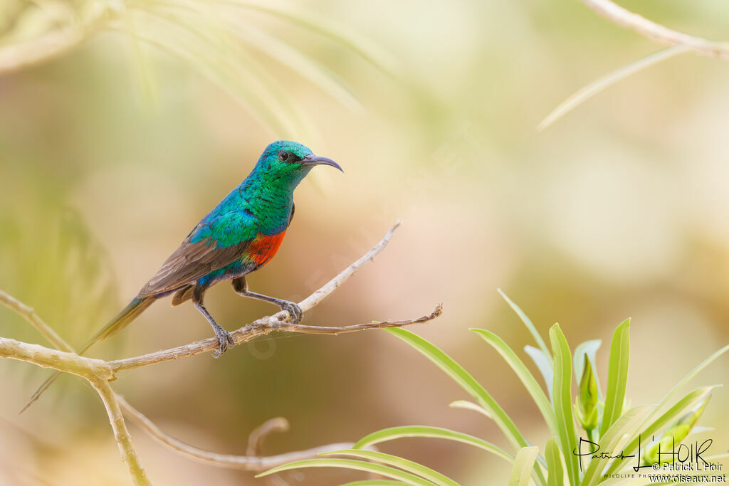 Beautiful Sunbird