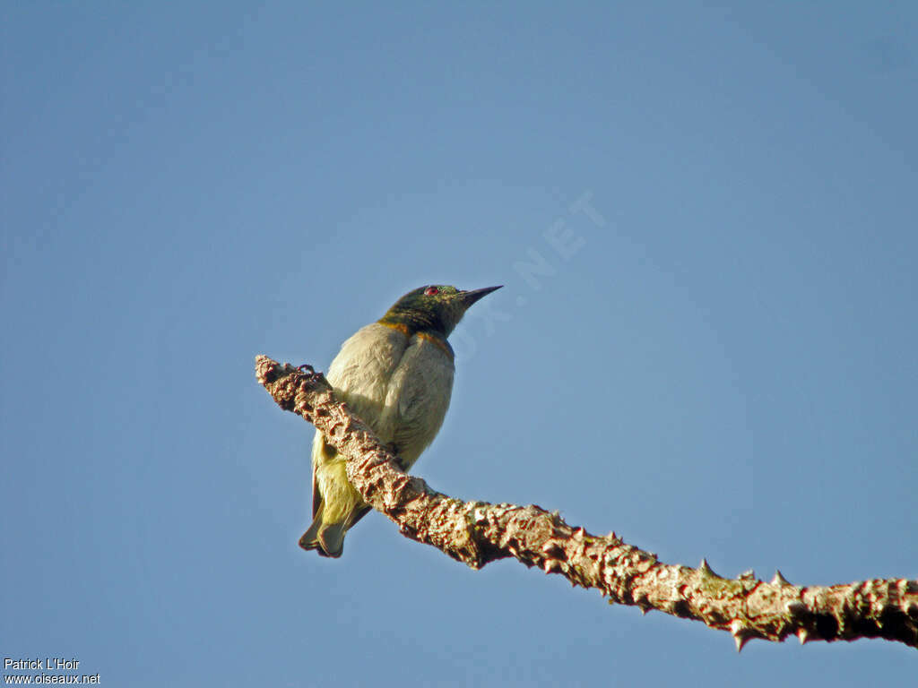 Grey-chinned Sunbird male adult, pigmentation