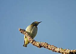 Grey-chinned Sunbird