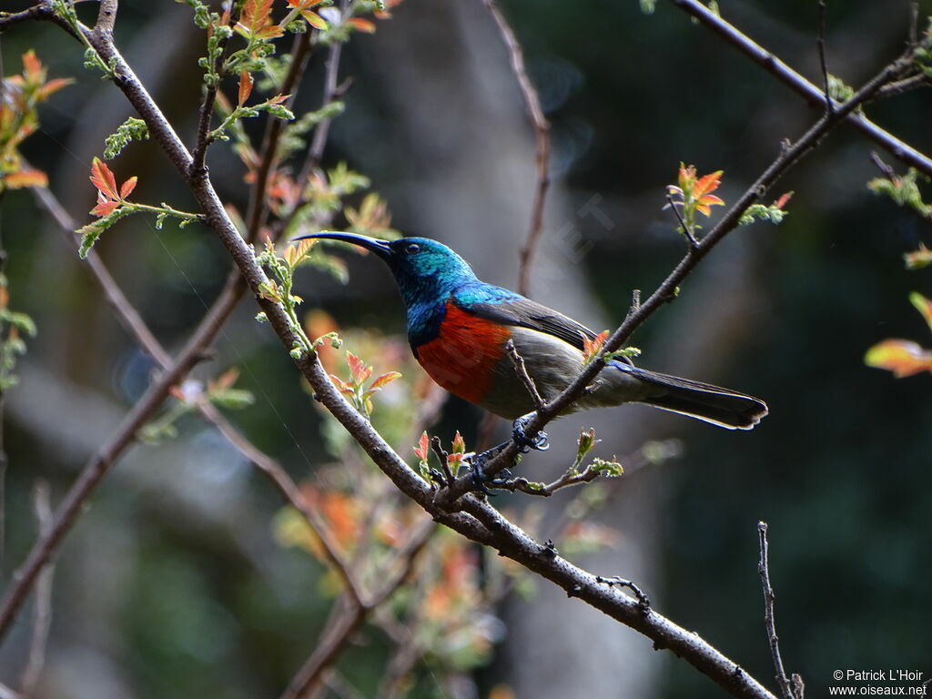 Greater Double-collared Sunbird