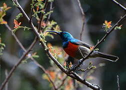 Greater Double-collared Sunbird