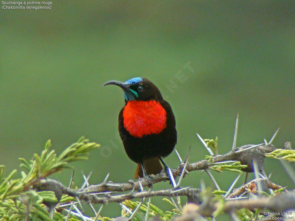 Scarlet-chested Sunbird male adult