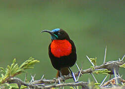 Scarlet-chested Sunbird