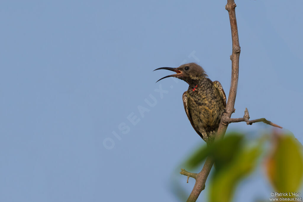 Scarlet-chested Sunbird