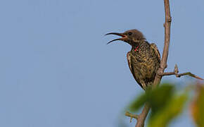 Scarlet-chested Sunbird