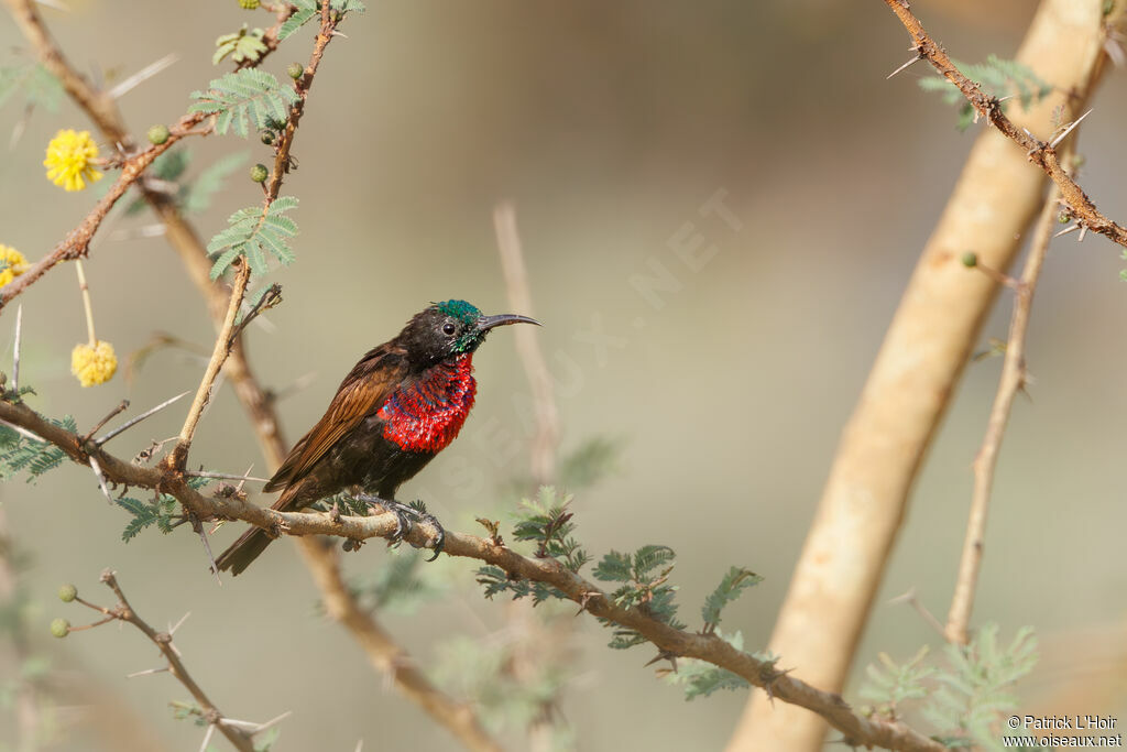 Scarlet-chested Sunbird