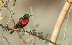 Scarlet-chested Sunbird